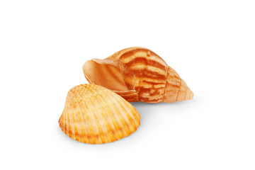 Sea shell on white background