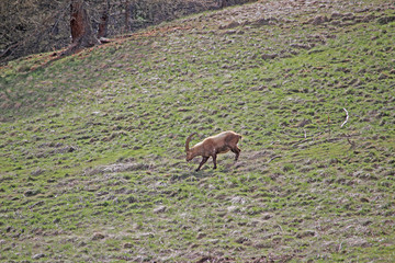 Obraz premium Bouquetins à la période de la mue au printemps