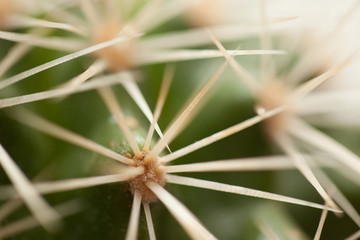 grass plant close-up
