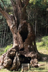 武雄の大楠　佐賀県　日本	