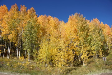 yellow trees in autumn