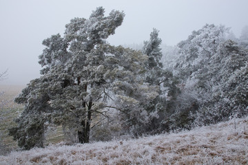 Nadelbäume mit Raureif im Winter