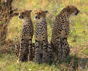Drei Geparden, Massai Mara