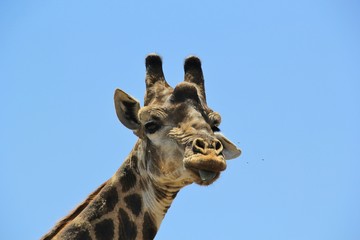 Frontal picture of the face of a giraffe with its tongue hanging out looking into the camera,...