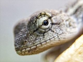 Close-up image of chameleon head.