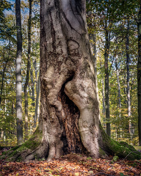 Waldgeist 
