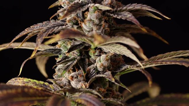 Panning Marijuana Bud Branch Close Up on Black Background