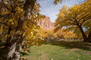 Beautiful cottonwood trees having yellow leaves as the season changes