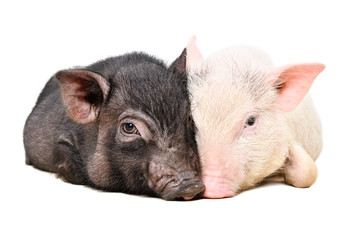 Portrait of two Vietnamese pigs lying huddled together isolated on white background

