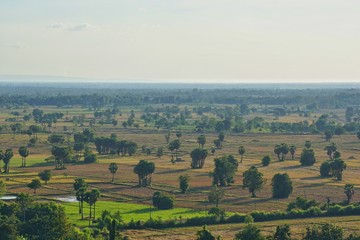 High angle view of green fields and trees.