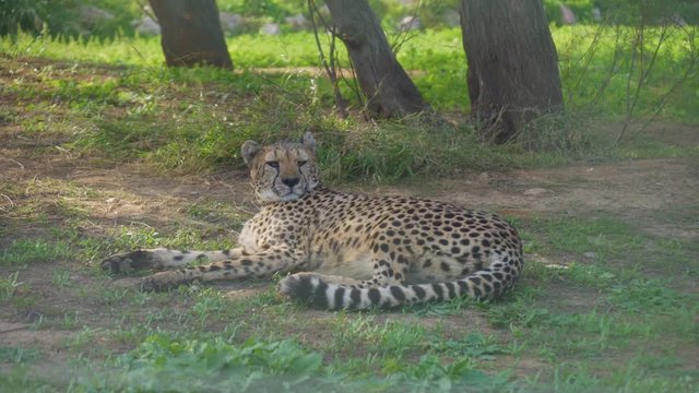 Gepard resting in the national park. Acinonyx jubatus.