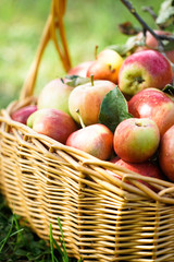 Freshly harvested Apples. Apples in grass