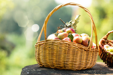Freshly harvested Apples. Apples in grass