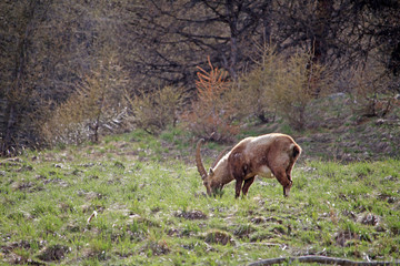 Bouquetins à la période de la mue au printemps