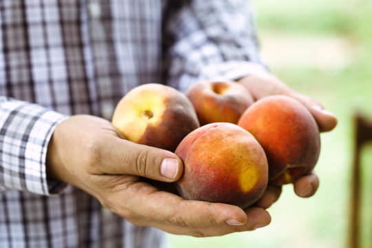 Peaches in farmers hands. Fresh fruit