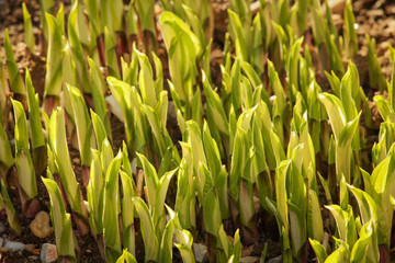 Plants Spring Time Sprouting