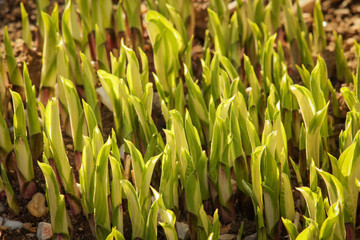 Plants Spring Time Sprouting