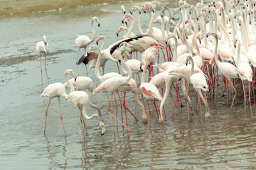 Fototapeta premium Flamingoes in Ras Al Khor Wildlife Sanctuary, Ramsar Site, Flamingo hide2, Dubai, United Arab Emirates