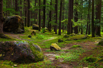 Pine forest with rocks and green moss