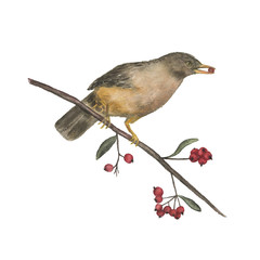 Watercolor painting a winter bird isolated on white on branch with berries
