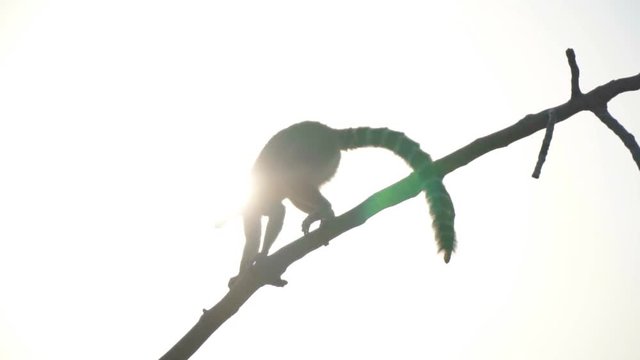 Ring-tailed lemur walking on tree in the national park.