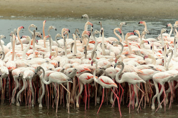 Naklejka premium Flamingoes in Ras Al Khor Wildlife Sanctuary, Ramsar Site, Flamingo hide2, Dubai, United Arab Emirates