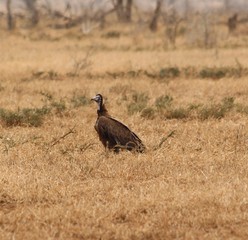 Vulture in Africa