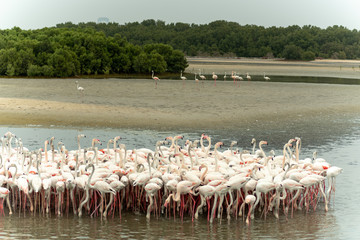 Fototapeta premium Flamingoes in Ras Al Khor Wildlife Sanctuary, Ramsar Site, Flamingo hide2, Dubai, United Arab Emirates