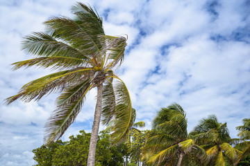 Exotic palm tree on a beach in Guadeloupe