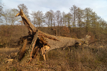 a big old oak down