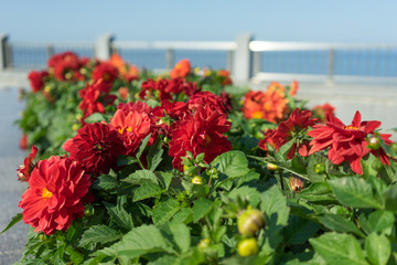 Landscaping of Vladivostok embankment with beautiful flowers.
