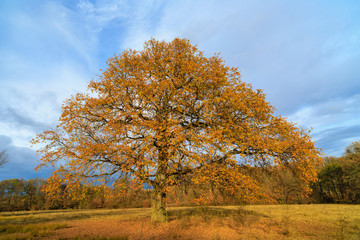 Fototapeta premium Old oak among of other trees at the edge of glade in autumn day