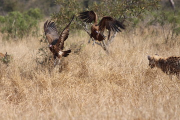 Vultures and Hyaena