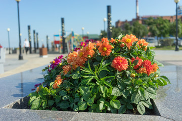 Landscaping of Vladivostok embankment with beautiful flowers.