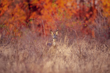 Buck deer with roe-deer in the wild