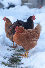 Poules fermières dans la neige en hiver