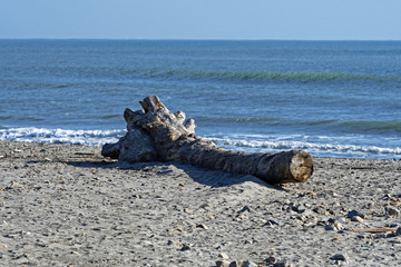 Tronc d’arbre échouer plage