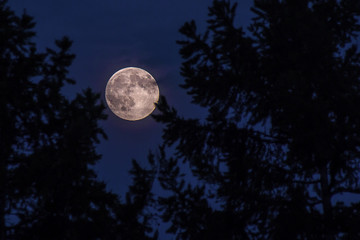 full moon in the night sky between two pines
