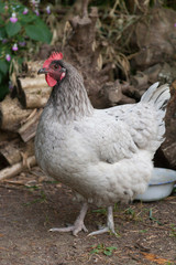 Poule fermière au jardin
