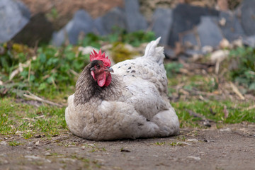 Poule fermière se reposant