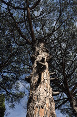 tree in Pompei