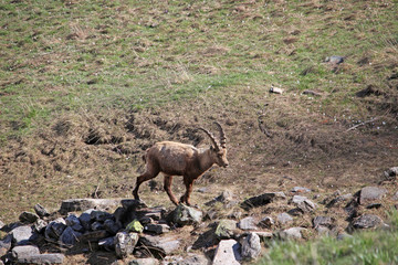 Bouquetins à la période de la mue au printemps
