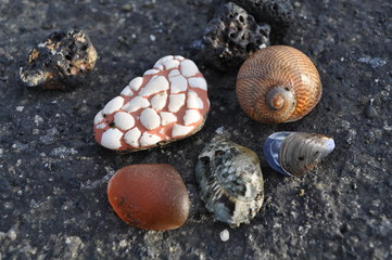 shells on the beach