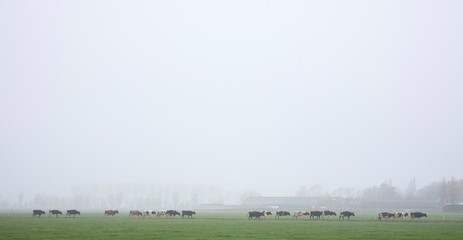 Fototapeta na wymiar long row of black and white cows in holland walk towards meadow