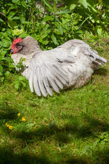 Poule fermière prenant un bain de soleil