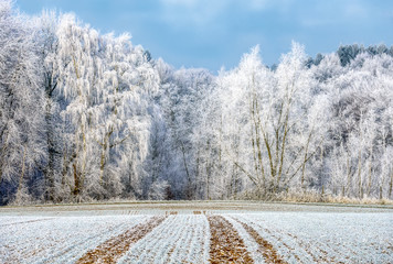 Trees were powdered with hoarfrost on a winter morning, Rhineland-Palatinate, Germany