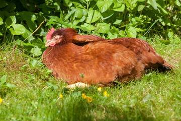Poule fermière rousse  s'étirant après la sieste