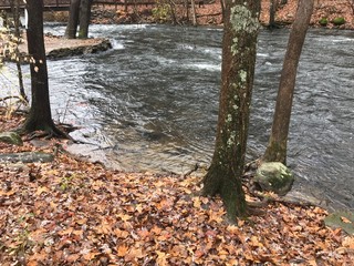 autumn in the forest, autumn, forest, fall, tree, nature, leaves, trees, landscape, leaf, park, path, wood, woods, season, foliage, green, yellow, stream, river, colorful, outdoor, color, water