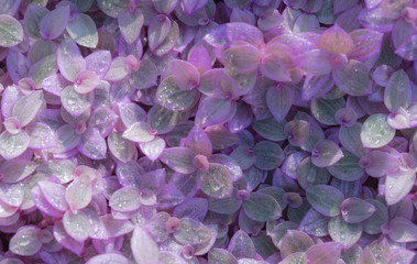 pink leaf texture background with dew drops