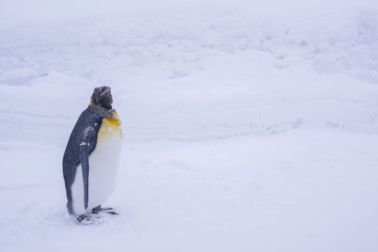 King Penguin stares with curiosity over white snow during winter months when Christmas and New Year is coming. Penguins are aquatic, flightless birds and living together in large colonies. Copy Space.